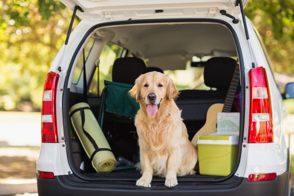 Dog in SUV cargo area