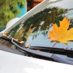 Fallen leaf on car windshield